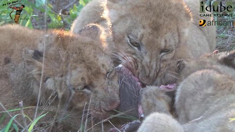 Daughters Of The Mapogo Lions - Rebuilding The Othawa Pride - 26: Warthog Snack