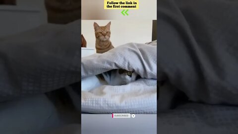 cute cat videos 😹 funny videos 😂 659 😻 #shorts #shortsfunny #cutecat #catvideos #catsfood #catscare