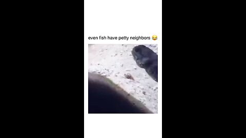 funny video even fish fight with neighbors