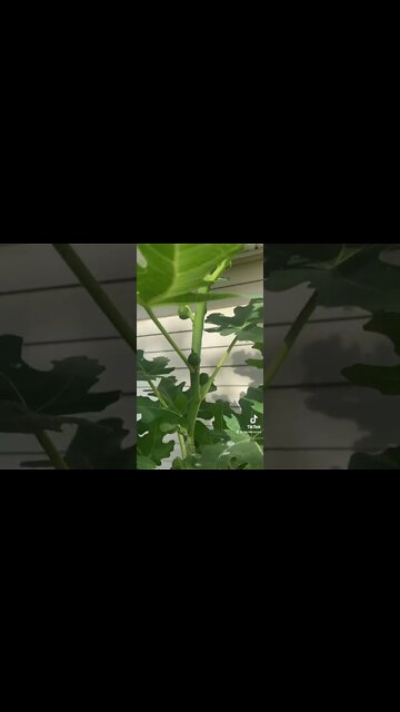 How To Properly Root Figs Cuttings In Water