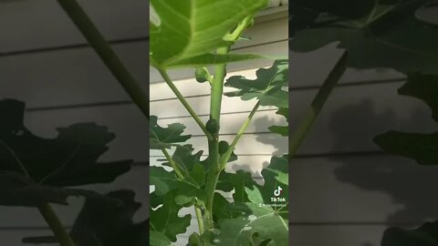 How To Properly Root Figs Cuttings In Water