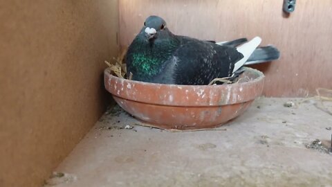 Birds are looking well , Parents Feeding .