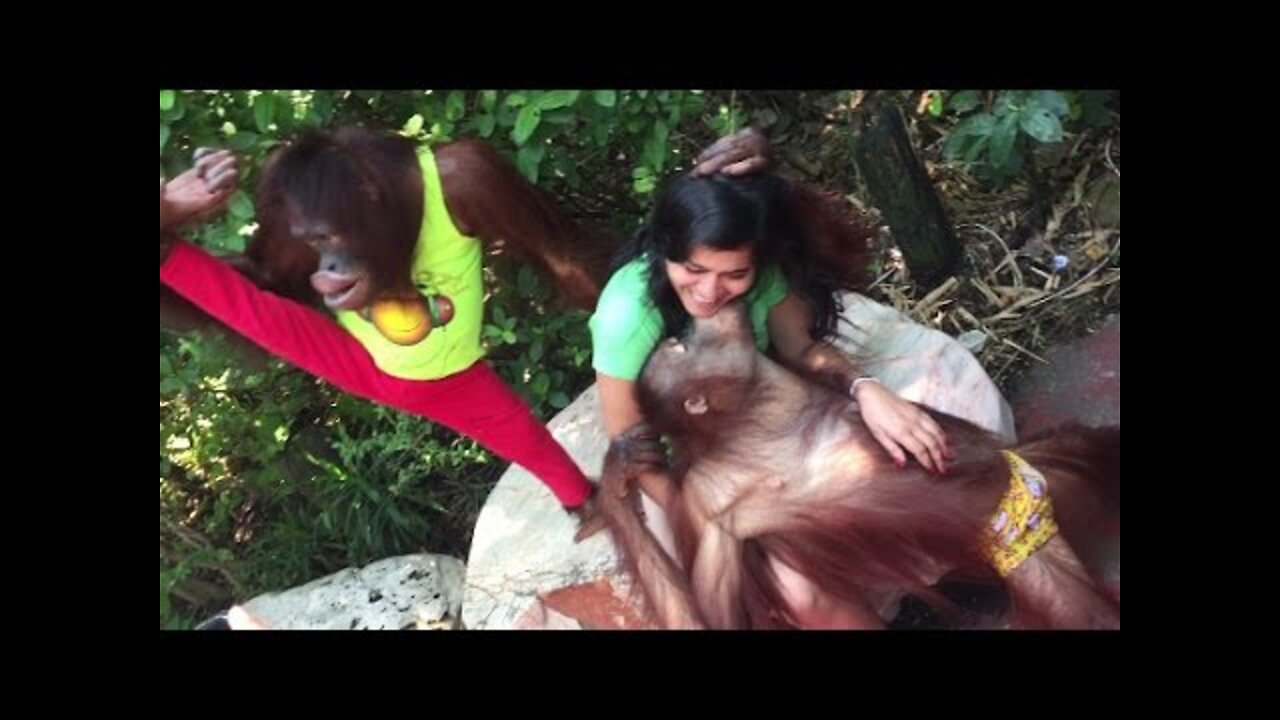 Tourists taking turns at the Photo-booth with funny orangutans