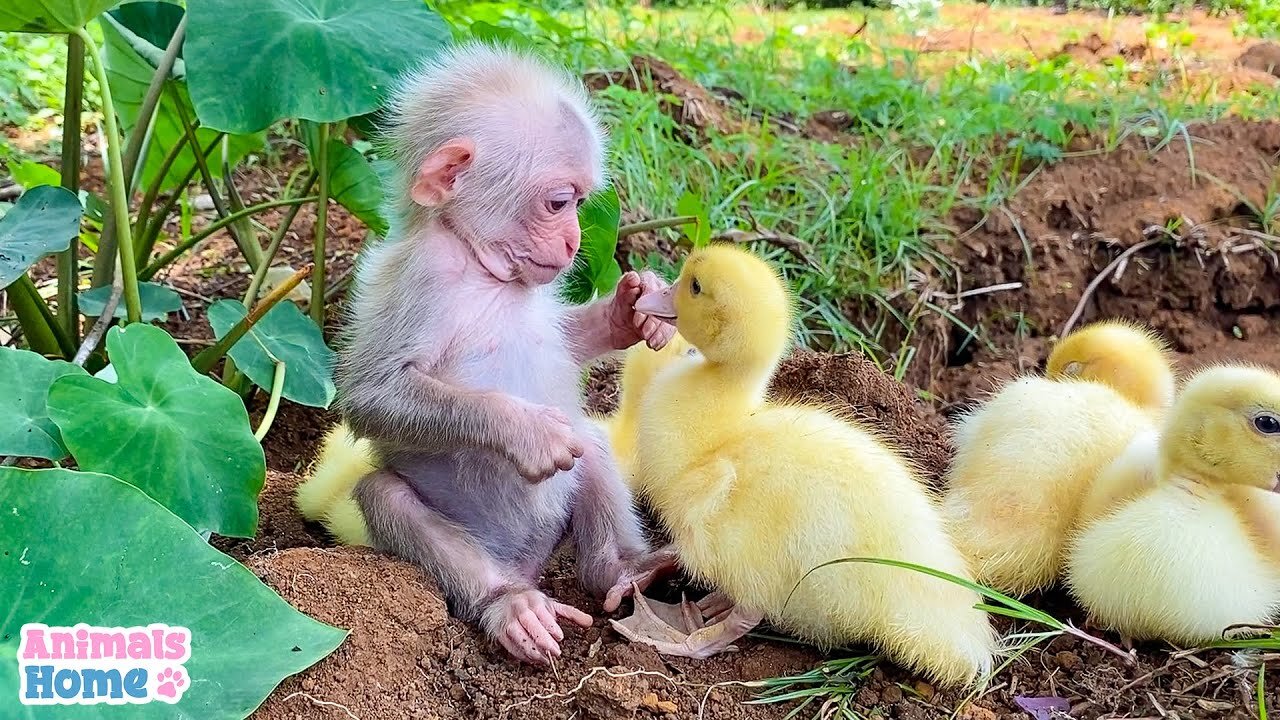 Baby Monkey Helps Dad Take Care Of Ducks!!!