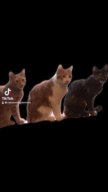 Cat 🐈‍⬛ feeding 🍲 back porch my apartment call different ways get attention notice all cats 🐈 🐈🐈