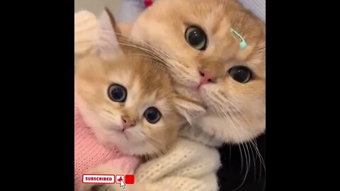 cute cat videos 😹 funny videos 😂1724