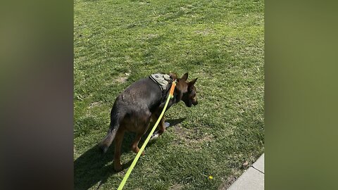 Lincoln and Leah walk