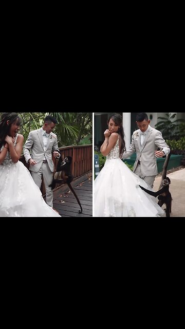 Monkey & baby crash couple's wedding photoshoot