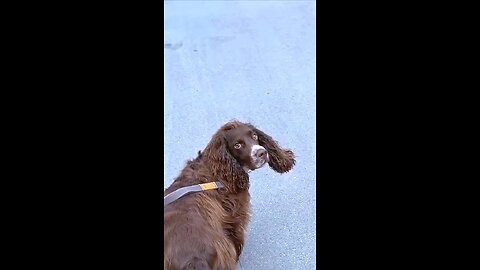 Very funny dog training