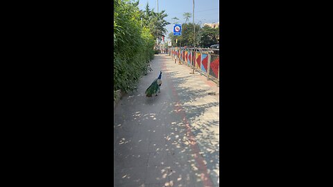Peacocks 🦚