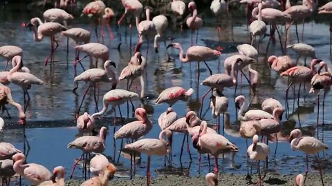 Large amount of flamingos in Africa (2)