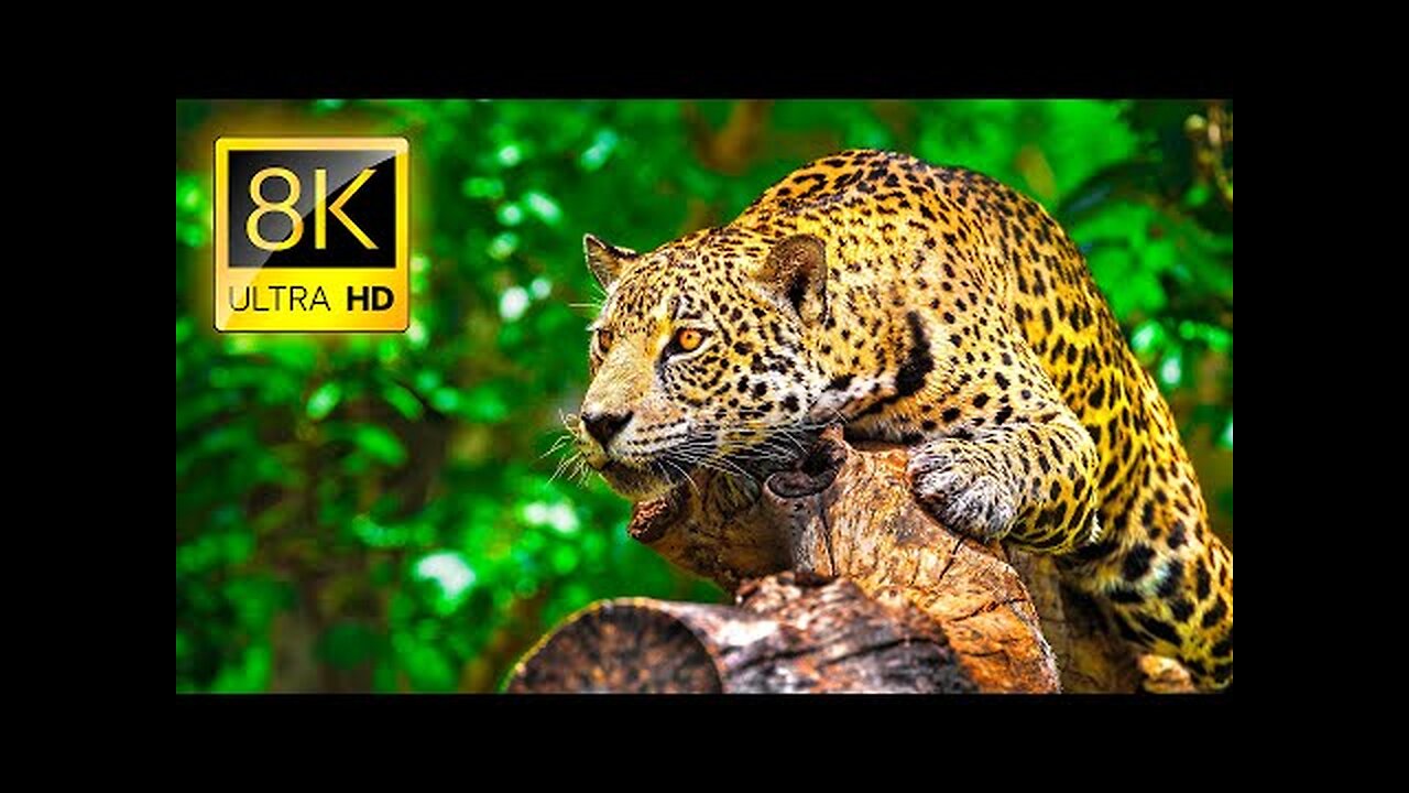 Ultimate Wild Animals Collection in 8K ULTRA HD - 8K TV