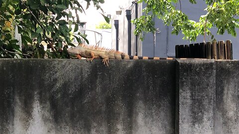 Iguana walking the wall.