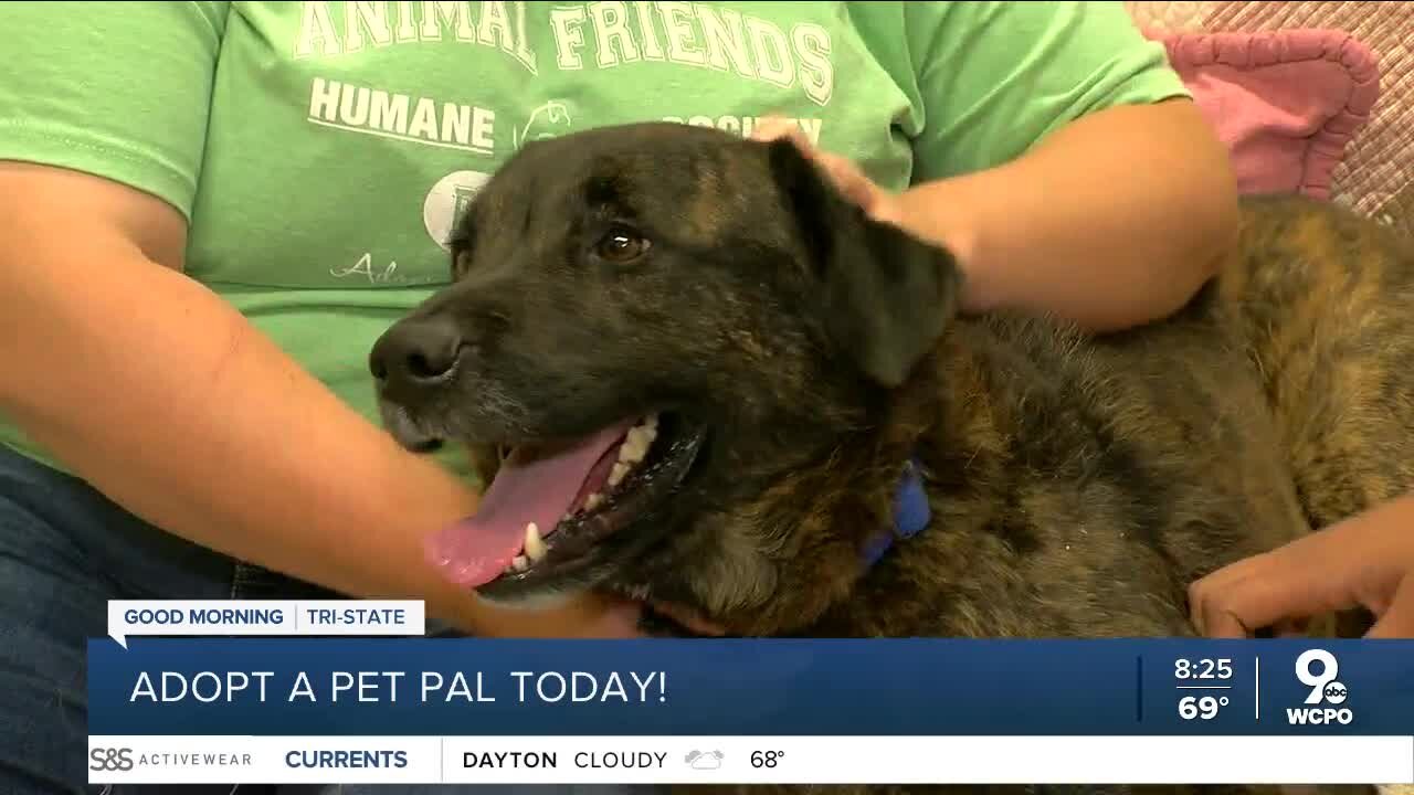 Pet Pals: Meet Gonzo