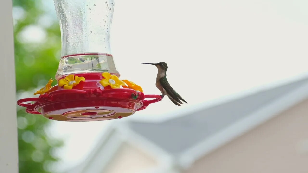 Fuji X-T4 240 fps 1080p Video - Hummingbird