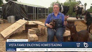 Vista family taking to homesteading