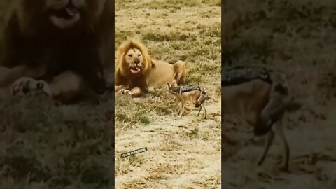 Big Lion Eating Shorts, Lion African Video shorts #r150shorts #youtubeshorts #ytshorts #animals