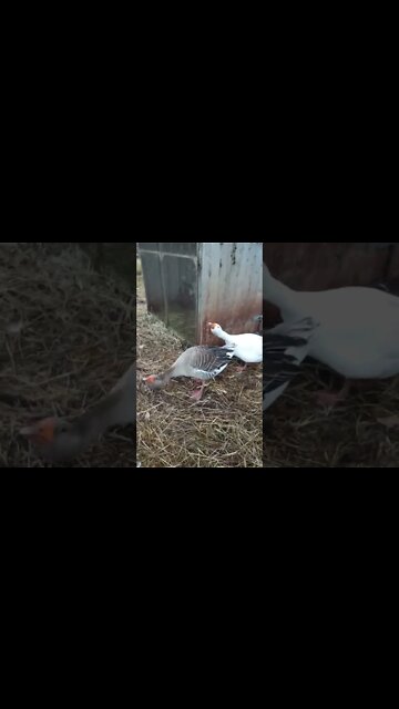 Security system. (Geese) looking after the ducklings