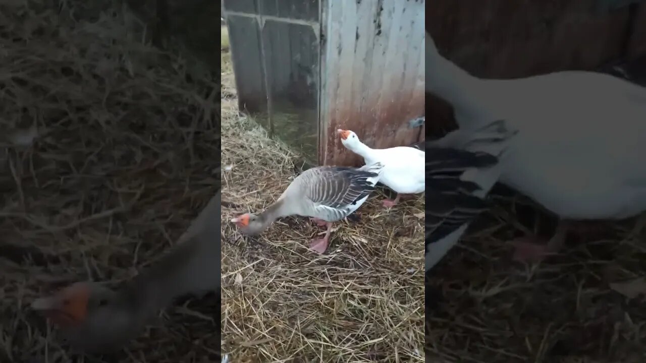 Security system. (Geese) looking after the ducklings