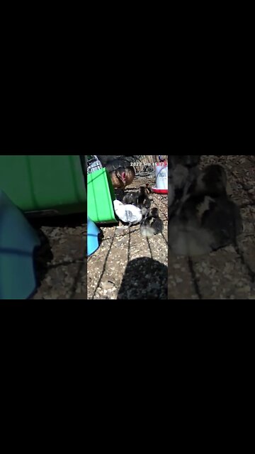 Baby chicks first day outdoors