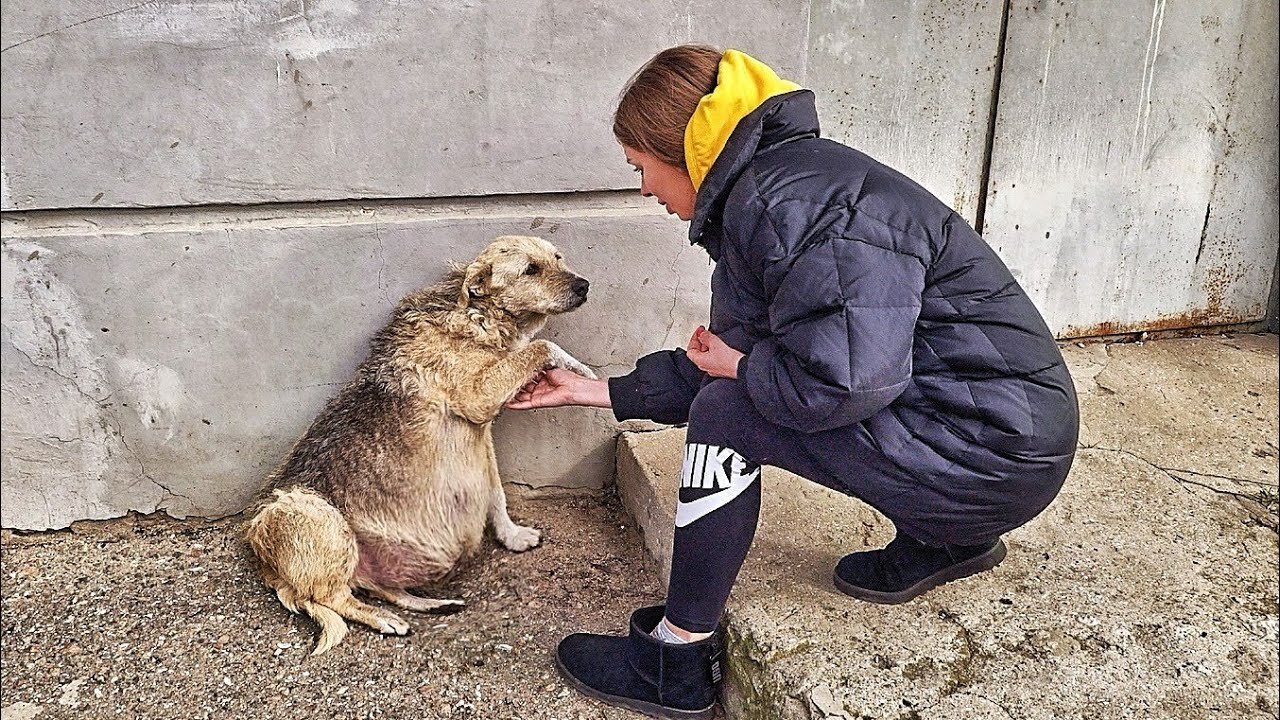 Street Dog Grabbed my Hand and her Eyes were Begging for Help ... I couldn't pass by