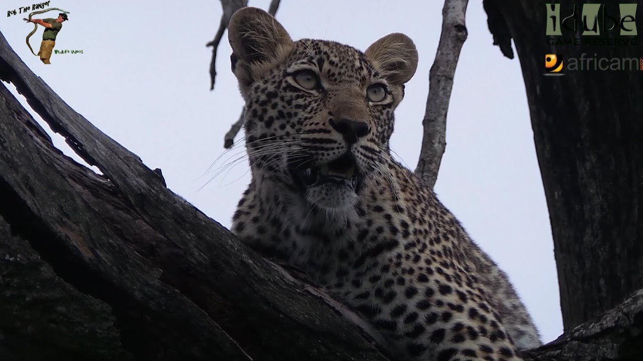 Scotia Female Leopard - Year 2, Independence - 4: Last Sighting Of 2013