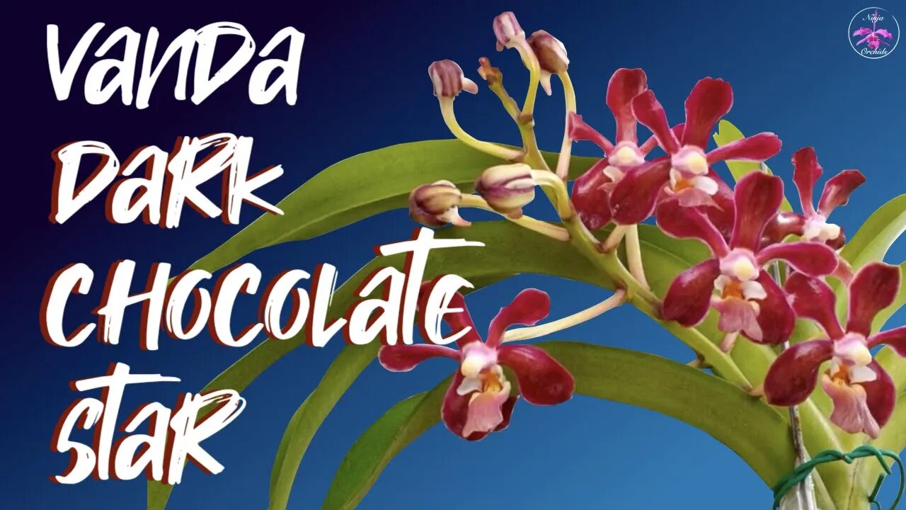 #GVOS2020 - Vanda denisoniana ‘Dark Chocolate Star’