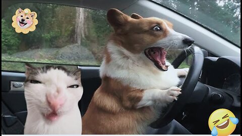 "Endless Laughter: Hilarious Moments with Cats and Dogs"