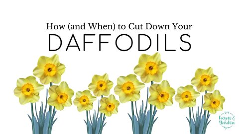 How (and When) to Cut Down Your Daffodils
