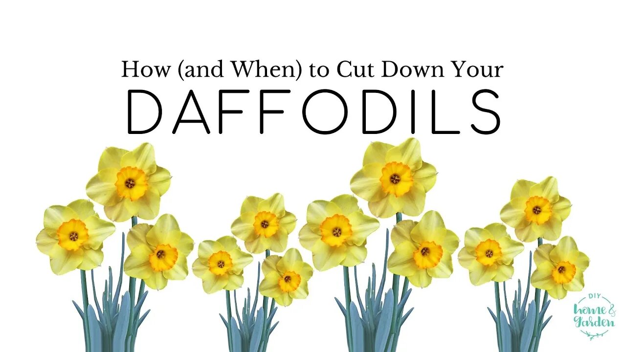 How (and When) to Cut Down Your Daffodils