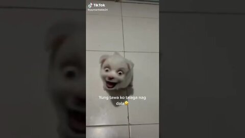 Dog Funny Video