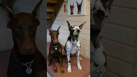 #shorts Смешные Собаки Из Тик Тока 111 Funny Dogs From Tiktok