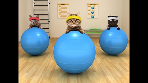 9 Tips in Basic Cat Training