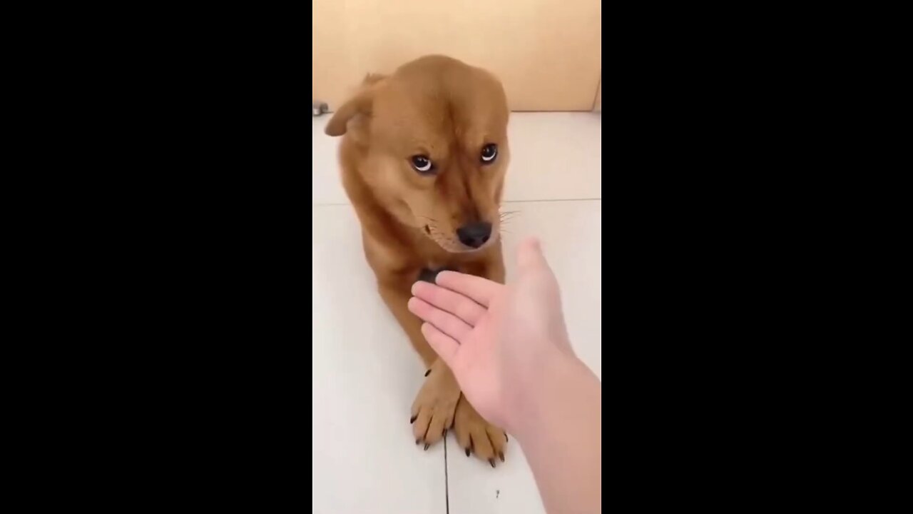 Cute looking dog