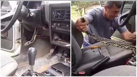 Capturé! Ce serpent vivait dans une voiture