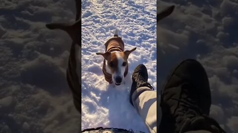 Doggo Enjoys Racing Their Human Down A Snowy Hill