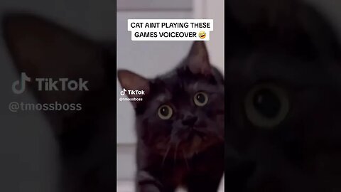 WHAT YOU SAY TO THE CAT VOICEOVER! 😂😂😂