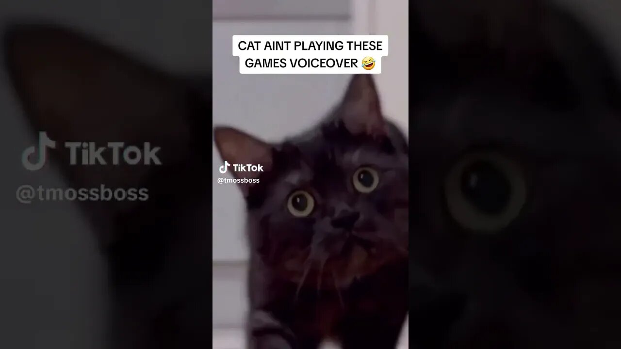 WHAT YOU SAY TO THE CAT VOICEOVER! 😂😂😂