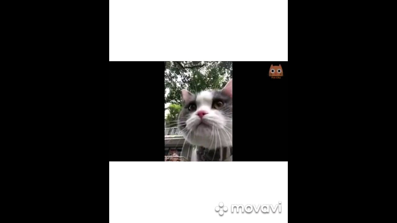 Cats play in the