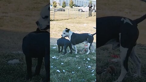 Mattis and Shiva playing in the yard