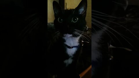 minions of darkness #shortsfeed #kittycat #shortsvideo #kitty #cat #youtubeshorts #cutekitty