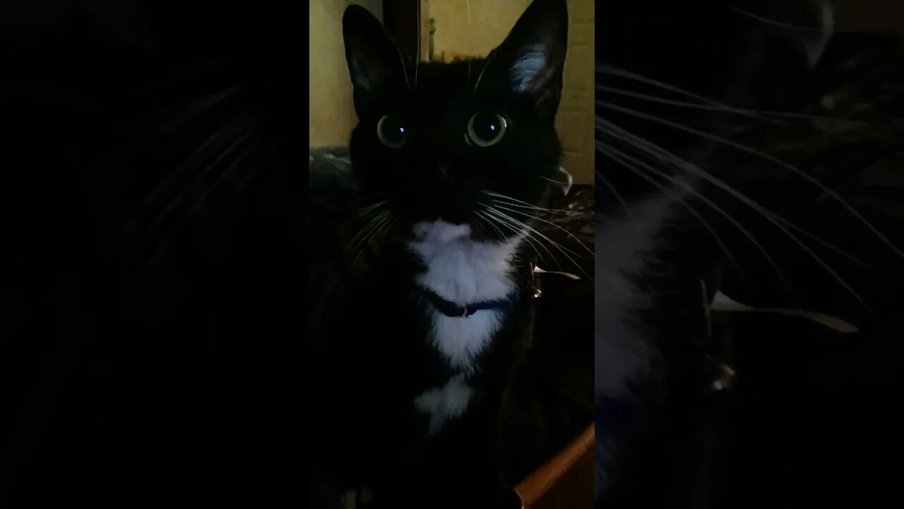 minions of darkness #shortsfeed #kittycat #shortsvideo #kitty #cat #youtubeshorts #cutekitty