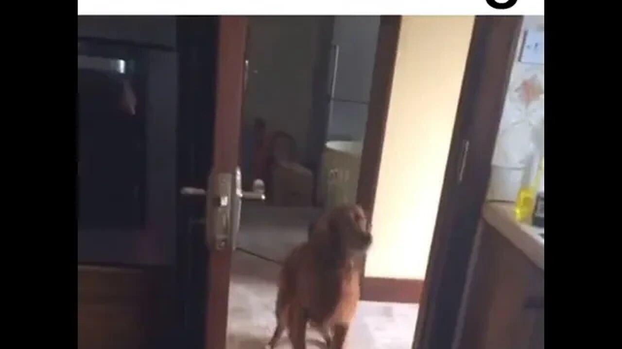 PLAYING CAT VIDEO MEAWWW