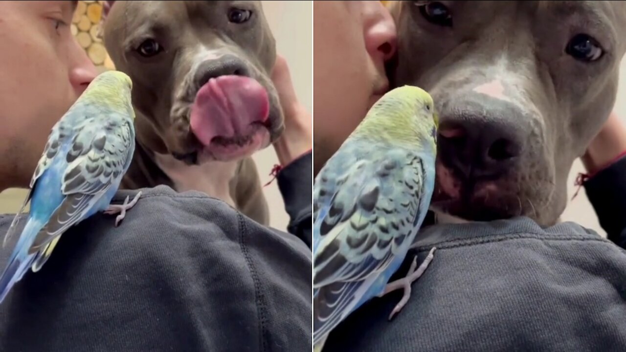 The dog kisses the parrot.