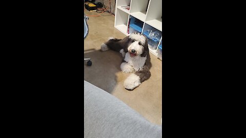 Hilarious sheepadoodle!!!