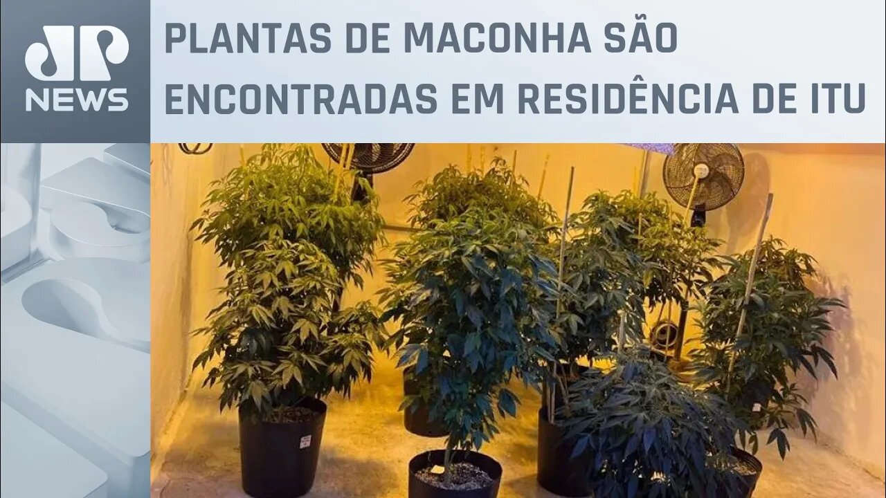 Polícia encontra maconha transgênica no interior de SP