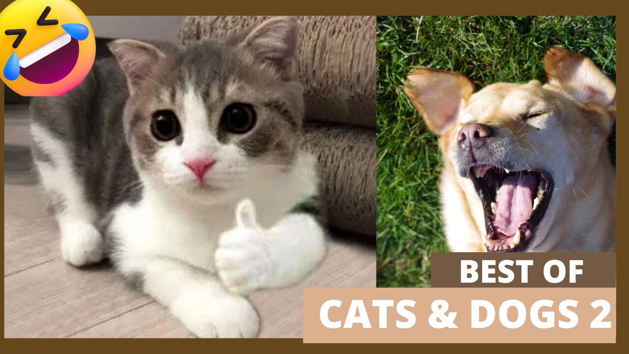 BEST OF CATS AND DOGS 2