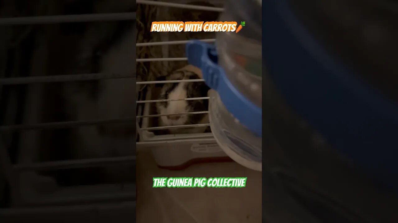 Running With Carrots🥕 The Guinea Pig Collective #guineapigshorts #guineapigs #guineapigseating