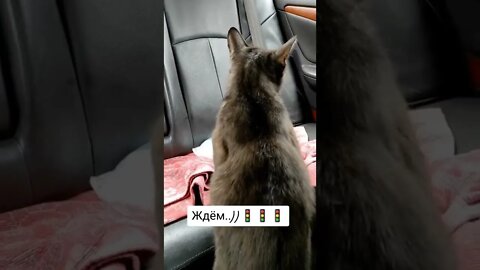 Приколы с котами🤣