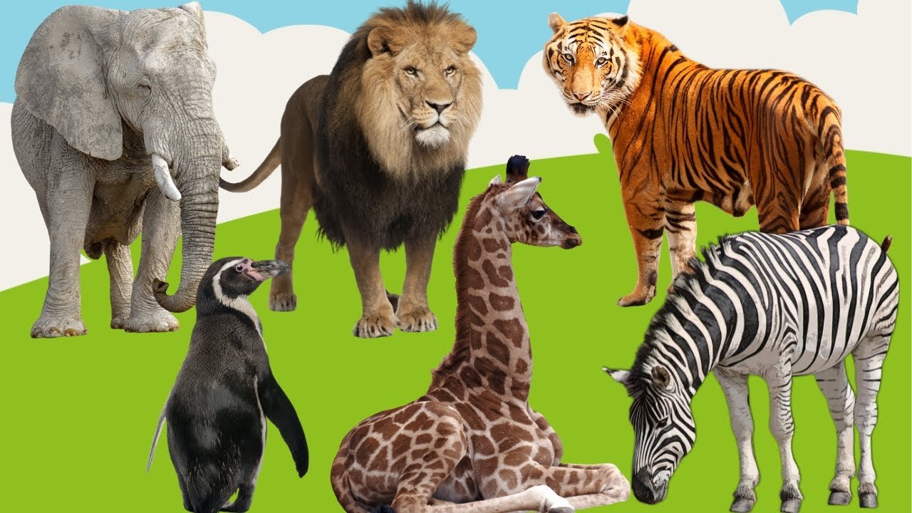 Wild animal videos- Elephant, Tiger, Zebra, Lion, Penguin, Giraffe, Horse - animal sounds